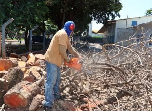 poda-arvore-efantina-quadros_-10