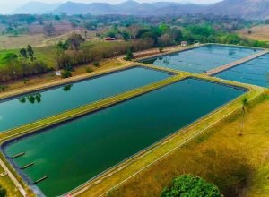 sistemadeesgoto-730x450