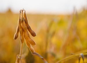 soybean-pods-on-the-plantation-at-sunset-agricult-2026-03-20-04-09-04-utc_0