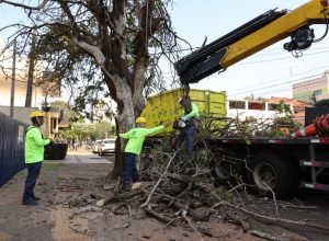 supressao-arvore_oliveira-marques_-35-e1756833439972