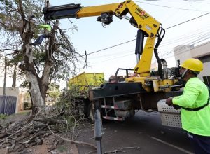 supressao-arvore_oliveira-marques_-40ed