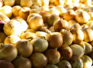 vac_abr_20220729_0896