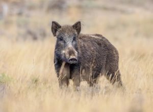 wild-boar-forages-in-open-field-landscape-2026-01-09-01-13-52-utc_0