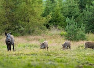 wild-boar-herd-with-sow-and-three-offsprings-grazi-2026-01-06-09-15-07-utc_0